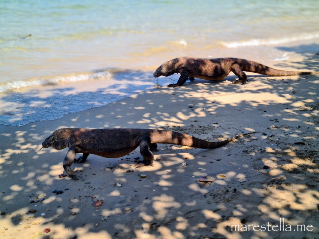 Komodowaran am Strand