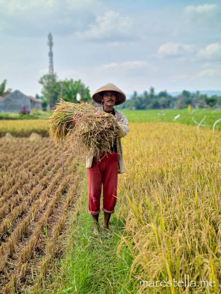 Reisfelder Yogyakarta